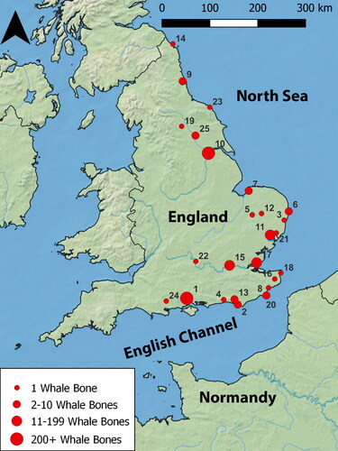 Fig 1 Map of Anglo-Saxon sites with cetacean remains. (1) Hamwic, Hampshire; (2) Bishopstone, East Sussex; (3) Blythburgh, Suffolk; (4) Botolphs, West Sussex; (5) Brandon, Suffolk; (6) Carlton Colville, Suffolk; (7) Chalk Pit Field, Norfolk; (8) Dengemarsh, Kent; (9) Jarrow, Tyne and Wear; (1). Flixborough, Lincolnshire; (11) Ipswich, Suffolk; (12) Larling, Norfolk; (13) Lewes Priory, East Sussex; (14) Green Shiel, Northumberland; (15) London, Greater London; (16) Nonington, Kent; (17) Prittlewell, Essex; (18) Ramsgate, Kent; (19) Ripon, North Yorkshire; (20) Sandtun, Kent; (21) Sutton Hoo, Suffolk; (22) Wallingford, Oxfordshire; (23) Whitby Abbey, North Yorkshire; (24) Witchampton, Dorset; (25) York, North Yorkshire.