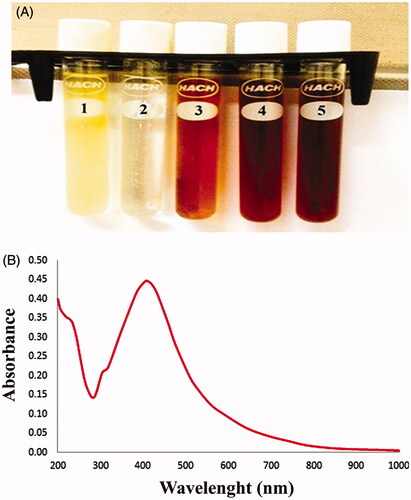 Figure 1. Formation of silver nanoparticles (AgNPs). (A) Colour changes. (1) Leaf extract. (2) Silver nitrate solution. (3) Silver nanoparticles at a concentration of 1 mM. (4) Silver nanoparticles at a concentration of 2.5 mM. (5) Silver nanoparticles at a concentration of 5 mM. (B) UV-spectroscopy of AgNPs.