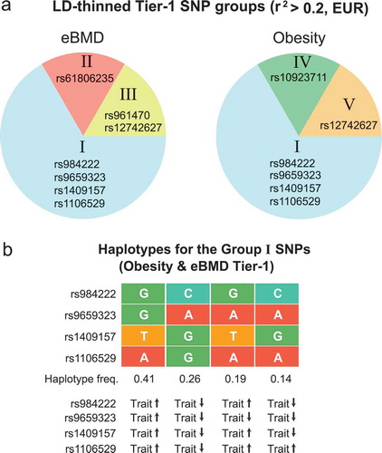 Figure 6. The genetic architecture of the Tier-1 SNPs at TBX15 suggests that there are multiple causal regulatory SNPs for obesity risk and for osteoporosis risk. (a) The SNPclip program at LDlink [Citation53] was used to trim the Tier-1 SNPs into groups with r2 > 0.2 (EUR); the SNP members of the resulting groups are shown in pie charts. (b) The haplotypes for trimmed Group I are shown with designations of trait-increasing (trait ↑) or trait-decreasing (trait ↓) alleles; the trait-increasing alleles from obesity GWAS are the risk alleles but for eBMD GWAS they are the non-risk alleles because of the osteoporosis-protective effects of high BMD.