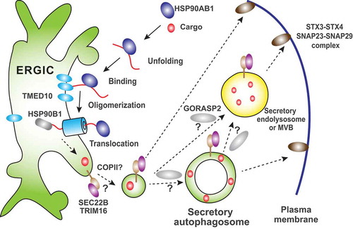 Figure 1. Possible routes of secretory autophagy. Cytosolic UCPS cargoes bind to HSP90AB1, which likely unfolds the cargo. The cargo binds to the ERGIC membrane protein TMED10 and triggers TMED10 oligomerization to form a protein channel. With aid of a lumenal chaperone HSP90B1/GRP94, the cargo is translocated into the lumen of the ERGIC. In this way, the cytosolic cargo enters into the membrane carrier. The ERGIC generates a vesicle containing the cargo, which likely depends on COPII and possibly contains SEC22B and TRIM16. The SEC22B-TRIM16 complex may direct the vesicle to form a secretory autophagosome, which may directly fuse with the plasma membrane or transits through the secretory endolysosomal compartment as an intermediate step. It is also possible that the ERGIC-derived vesicle targets to the plasma membrane without going to the secretory autophagosome. Fusion of these vesicles/compartments with the plasma membrane is likely to be completed by pairing of SEC22B with STX3-STX4 and SNAP23-SNAP29. GORASP2 is involved in multiple types of UCPS and may act to facilitate the targeting of an upstream vesicle/compartment to the downstream one through membrane tethering.