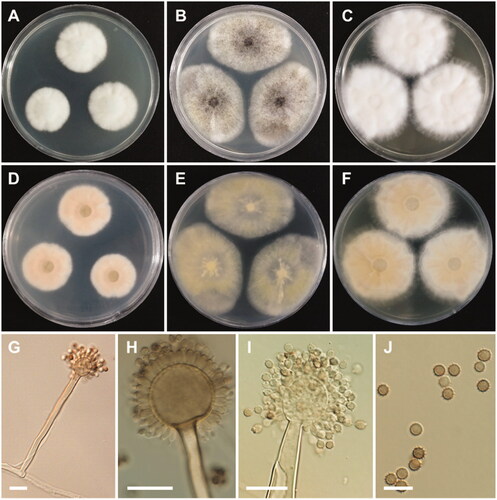 Figure 6. Morphology of Aspergillus floridensis. A, D: Colonies on Czapek yeast autolysate agar (CYA). B, E: Colonies on malt extract agar (MEA). C, F: Colonies on yeast extract sucrose agar (YES). (A–C: obverse view, D–F: reverse view). (G–I) Conidiophores. (J) Conidia (scale bars: G–I = 20 μm, J = 10 μm).