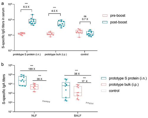 Figure 3. Using the prototype SARS-CoV-2 vaccine as a booster induced S protein-specific IgG and IgA antibody responses. a. S protein-specific IgG titers in serum samples collected before and after booster immunization (n = 10). b. S protein-specific IgA titers in NLF and BALF collected after booster immunization (n = 10). The pre-boost endpoint titer of S-specific IgA response was approximately 50.