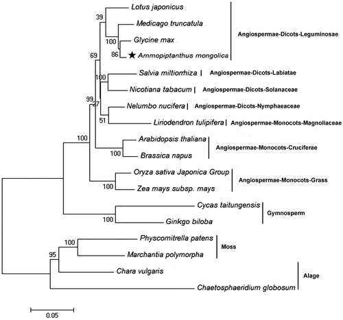Figure 1. Phylogenetic tree of Ammopiptanthus mongolicus and 17 other plant mitochondrial genomes. Neighbour-joining method of 17 amino acid sequences were used, including atp8, atp9, cob, cox1, cox2, cox3, nad1, nad3, nad4L, nad5 and nad6. All the sequences could be currently available in the GenBank database: Lotus japonicus (NC_016743), Medicago truncatula (NC_029641), Glycine max (NC_020455), Salvia miltiorrhiza (NC_023209), Nicotiana tabacum (NC_006581), Nelumbo nucifera (NC_030753), Liriodendron tulipifera (NC_021152), Arabidopsis thaliana (NC_001284), Brassica napus (NC_008285), Oryza sativa Japonica Group (NC_011033), Zea mays subsp. mays (NC_007982), Cycas taitungensis (NC_010303), Ginkgo biloba (NC_027976), Physcomitrella patens (NC_007945), Marhantia polynorpha (NC_001660), Chara vulgaris (NC_005255), and Chaetosphaeridium globosum (NC_004118); Chaetosphaeridium globosum was used as the outgroup. Numbers above each node represent bootstrap values from 1000 replicates. Black star indicate Ammopiptanthus mongolicus.
