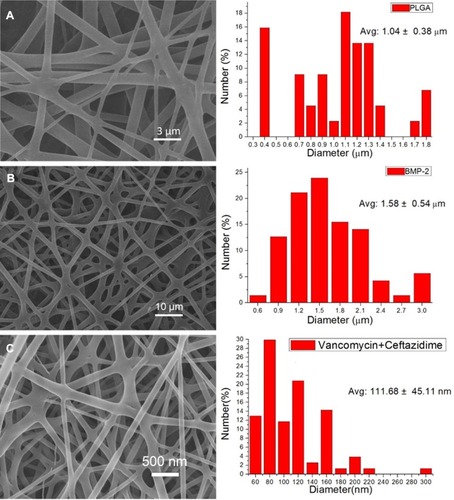 Figure 2 SEM image and fiber diameter distribution of (A) pure PLGA nanofibers, (B) sheath-core PLGA/BMP-2 nanofibers, and (C) PLGA/vancomycin/ceftazidime nanofibers.