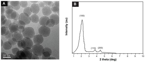 Figure 1 TEM images (A) and XRD pattern (B) of MSNs.Abbreviations: TEM, transmission electron microscopy; XRD, powder X-ray diffraction; MSNs, mesoporous silica nanoparticles.