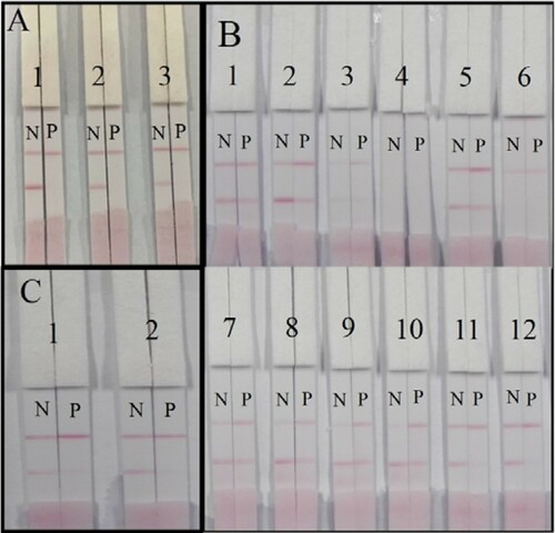 Figure 3. The optimization of the lateral-flow ICA strip. (A) Strip with three kinds of coating antigens at 0.5 mg/mL: (1) coating antigen with reaction ratio 50:1; (2) coating antigen with reaction ratio 100:1; (3) coating antigen with reaction ratio 150:1. (B) Optimization of suspension solution for sample pad: (1) basic suspension buffer; (2) 1% PVP; (3) 1% PEG; (4) 1% PVA; (5) 1% BSA; (6) 1% Casein; (7) 1% sucrose; (8) 1% trehalose; (9) 1% sorbitol; (10) 1% mannitol; (11) 1% brij 35; (12) 1% triton X-100; N, vitamin B2-negative sample (0 ng/mL); P, vitamin B2-positive sample (50 ng/mL). (C) Optimization of two different surfactants in basic suspension buffer: (1) 1% brij 35; (2) 1% triton X-100; N, vitamin B2-negative sample (0 ng/mL); P, vitamin B2-positive sample (25 ng/mL).