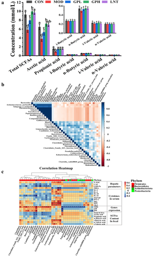 Figure 6. (a) concentration of SCFAs in fecal; (b) the correlation between gut microbiota in genus level; (c) the correlation between gut microbiota and relative index. Multiple comparisons were performed by using one-way ANOVA using SPSS 26.0 software. Means with different letters are significantly different (p < .05) (n = 8). CON: control group; MOD: model group; GPL: low does GP group; GPH: high does GP group; LNT: lentinan.