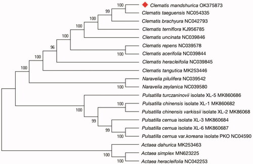 Figure 1. The ML tree based on the cp genome of Clematis mandshurica and other 19 species that were downloaded from GenBank and Anemone as the outgroup. The numbers on the branches are bootstrap values.