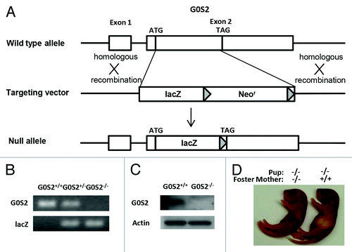 Figure 1. Generation of G0S2−/− mice. (A) Targeting strategy of G0S2−/− mice. Homologous recombination of the targeting vector with the wild type (WT) allele resulted in the replacement of the G0S2 coding region with a lacZ and loxP-flanked neomycin resistance gene cassette. (B) Genotyping of WT (G0S2+/+), heterozygote (G0S2+/−), and homozygote (G0S2−/−) mice with primers for G0S2 and lacZ. (C) Immunoblot analysis of G0S2 protein expression with proteins from gonadal fat of G0S2+/+ and G0S2−/− mice. Actin served as loading control. (D) Evidence for lactation defects in G0S2−/− mice. A representative G0S2−/− pup fed with a G0S2−/− mother did not have a visible milk spot as seen in a pup nursed by a G0S2+/+ mother.