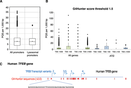 Figure 3. G4 motifs in promoters. The density of G4 motifs found in the promoters of genes involved in lysosomal function (A) or autophagy genes (B), as compared to all human promoters (unpublished data). The search for G4 motifs is made with the G4-Hunter algorithm [Citation14,Citation35]. In panel (B), “TSS-1000” and “TSS+1000” refer to the 1-kb regions upstream and downstream of the Transcription Start Site (TSS), respectively. A restricted search in the immediate vicinity of the TSS (less than 100 bp away) is also provided, as we hypothesize that the most relevant G4 are actually those within the immediate vicinity of the TSS. No statistically significant difference is found between ATG genes (blue) and all genes (green) in any of the four categories. (C) Density of G4 motifs (as deduced by G4-Hunter, shown in red) in the vicinity of the TFEB promoter (note the presence of alternative transcription start sites). An example of a quadruplex sequence with a high-Hunter score very close to one TSS is provided.