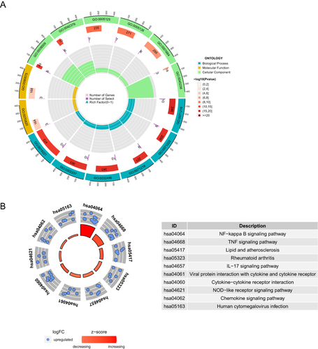 Figure 4 Results of enrichment analysis of 24 ICH-specific aging-related genes. The biological processes, cellular components, and molecular functions (A) and KEGG pathways (B) of the 24 ICH-specific aging-related genes.