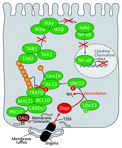 Figure 2. Shigella inhibits acute inflammatory responses at the initial stage of infection. Shigella invades the host cell by macropinocytosis and quickly escapes from the phagosome into the cytoplasm. The phagosome membrane fragments are produced by Shigella upon escape in the host cytoplasm. DAG accumulates around the bacterial entry site. This accumulation activates the diacylglycerol-CBM complex-TRAF6-NFκB signaling pathway. Shigella OspI is delivered via the type III secretion system during bacterial invasion. OspI acts as a glutamine deamidase and selectively deamidates Gln100 to Glu100 in UBc13, severely impairing the E2 ubiquitin conjugating activity of Ubc13, which is required for the activation of the TRAF6-NFκB pathway.
