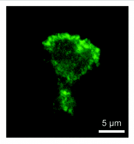 Figure 2. Localization of endogenous myosin IF in HL-60 cells. HL-60 cells were stimulated with N-formyl-methionine-leucine-phenylalanine and subjected to immunofluorescence with anti-myosin IF antibodies (M-41, Santa Cruz). Myosin IF is located at the leading edge.
