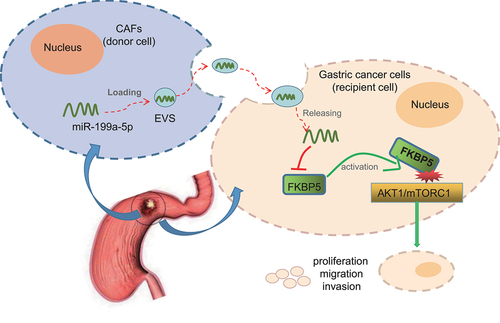 Figure 6. The molecular mechanism of CAFs-EVs containing miR-199a-5p in gastric cancer via regulation of the AKT1/mTORC1 signaling pathway mediated by FKBP5. CAFs-derived EVs transfer miR-199a-5p into gastric cancer cells, which downregulate FKBP5 to activate the AKT1/mTORC1 signaling pathway, thereby promoting the proliferation, invasion, migration and angiogenesis of gastric cancer cells and ultimately leading to the occurrence and development of gastric cancer.