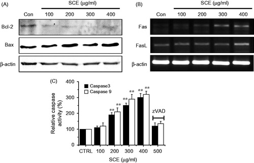 Figure 3. Down-regulation of the expression level of Bcl-2, and the up-regulation of Bax, Fas/FasL, pro-apoptotic genes, and caspase-9 and -3 activities in AGS cells. (A) Western blot analysis was performed using AGS cells treated with different SCE concentrations for 24 h. Bcl-2 expression was markedly down-regulated by SCE, whereas Bax expression was up-regulated. (B) RT-PCR was performed using AGS cells treated with different SCE concentration for 24 h. Fas and FasL were up-regulated by SCE. (C) Cells were cultured with SCE at the indicated concentrations for 72 h prior to caspase assays. The caspase activity of untreated cells was taken to be 100%. Pan-caspase inhibitor, zVAD-fmk, (zVAD) at 20 µM was treated to validate the analytical method. Values are means ± SEMs. **p < 0.01. ß-Actin was used as a loading control. CTRL, untreated AGS cells.