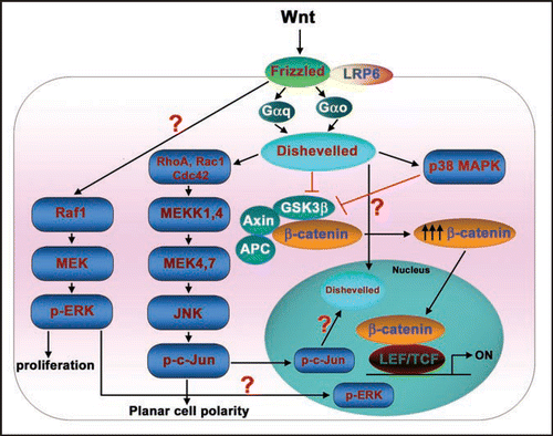 Figure 3 Conversations between Wnt/β-catenin and MAPK signaling pathways. Wnt ligands apart from activating Wnt/β-catenin pathway also activate MAPK pathways. Wnts induce a strong activation of p38 MAPK and this activation is G-protein and Dishevelled dependent. Wnt-activated p38 MAPK regulates Wnt/β-catenin signalling by inactivating GSK3β kinase activity. Similarly, Wnt-induced JNK activation occurs through G-proteins, Dishevelleds, small molecular weight GTPases (RhoA, Rac1, Cdc42), MEKKs and MKKs. Activated JNK phosphorylates its prime substrate, c-Jun, that ultimately leads induction of planar cell polarity. The phosphorylated c-Jun may also translocate into the nucleus and along with nuclear Dishevelled regulates Lef/Tcf-sensitive gene transcription. ERKs are also activated by Wnt through Raf1/MEK/pERK pathway and induce cell proliferation. In addition, the activated ERKs may also translocate into the nucleus and regulate the Lef/Tcf-sensitive gene transcription.