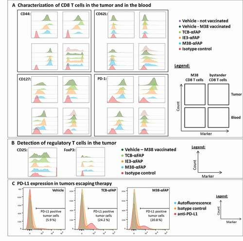 Figure 8. Flow cytometry analysis of T cells and tumor cells from M38 vaccinated and pMHCI-IgG or TCB-treated mice