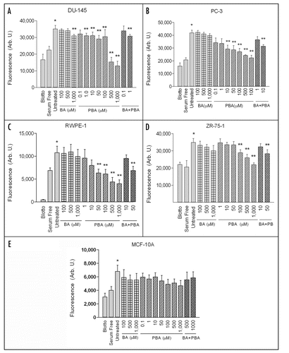 Figure 1 PBA inhibits cancer cell chemotaxis but BA does not. DU-145, PC-3, RWPE-1, ZR-75-1 and MCF-10A cells were assayed for chemotactic migration in the presence of indicated concentrations of Boric Acid (BA) or Phenol Boric Acid (PBA). Migration assays were performed on fibronectin coated filters with 10% FBS in the lower chambers as a chemoattractant. As a positive control, cells were plated on fibronectin coated filters in the presence of serum containing medium, without BA or PBA (Untreated). For a negative control, cells were plated on filters coated with fibronectin in the presence of serum containing medium (Blotto), or they were plated on fibronectin coated filters in medium lacking serum (Serum Free). A single asterisk (*) signifies that serum induces a significant increase in migration compared to negative controls. A double asterisk (**) indicates a significant increase in migration compared to untreated cells. Results expressed as mean ± SEM, n = 8 for each of three replicates.