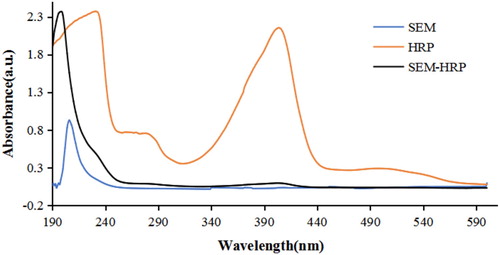 Figure 10. UV–VIS spectra characterisation of prepared enzyme-labelled antigen.