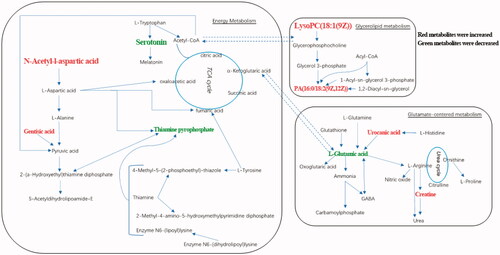 Figure 6. Biochemical transformation of differential metabolites. ESRD patients with depression compared with ESRD patients without depression, red metabolites have increased and green metabolites decreased.