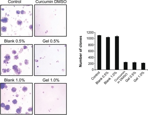 Figure 9 Curcumin and curcumin nanogels inhibit the clonogenic potential of human cervical cancer cell lines: Human cervical cancer cell lines were treated with curcumin dissolved in dimethyl sulfoxide or curcumin nanogels for 72 hours, fresh medium was added and maintained for 1 week, and the clones developed were stained and counted.Abbreviation: DMSO, dimethyl sulfoxide.