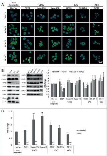 Figure 2. HDACs are deregulated in esophageal cancer cells. (A) Indirect immunofluorescence staining revealed nuclear localization for DNMT1 and HDAC1, HDAC2, and HDAC3 in all 7 cell lines. (B) Protein levels were analyzed by immunoblotting, shown by one representative blot (left) and quantification by densitometry (right), revealing maintained HDAC1, HDAC2, HDAC3 and DNMT1 expression in most esophageal cancer cell lines, but decreased HDAC1, HDAC2, and HDAC3 expression in OE21 and OE33 compared to Het-1A cells. (C) Measurement of general HDAC activity revealed increased HDAC activity in all esophageal cancer cell lines (except OE19 as GEJ cell line) compared to Het-1A cells (dark gray bars). Trichostatin A (TSA) as positive control shows adequate reduction of HDAC activity in all cell lines, proving specificity of the fluorescence signal. Data is represented as mean ± SEM for 3 independent experiments. All activity measurements were performed in technical duplicates. Significance levels are represented as *: 0.05–0.01, **: ≤ 0.01–0.001 and ***: ≤ 0.001.