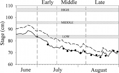 FIGURE 3. Observed stage (black dots), simulated stage with diversion (solid line), and simulated stage without diversion (dashed line) in the Colorado River adjacent to study plots on upstream bar, June through August 1999. Gray shaded rectangles indicate range of elevations for high, middle, and low plots. Dot-dash lines separate early, middle, and late study periods
