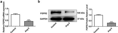 Figure 1. FGFR2 expression was decreased in Ang II-induced HUVECs. (A) the mRNA expression of FGFR2 in Ang II-induced HUVECs was detected by RT-Qpcr. (B) the protein expression of FGFR2 in Ang II-induced HUVECs was detected by western blot. Data from three independent replicates were presented as mean ± SD. ***P<.001 vs. Control group.