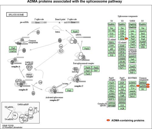 Figure 4 ADMA-containing proteins associated with spliceosome in CP tissues. The enrichment of ADMA-containing proteins in the KEGG pathways were analyzed using the DAVID website (https://david.ncifcrf.gov/home.jsp). The spliceosome pathway diagrams were modified from the KEGG database. ADMA-containing proteins involved in the spliceosome pathways were marked with red circles.