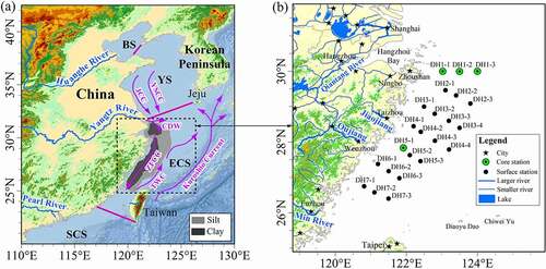 Figure 1. Maps showing the regional sea circulation patterns and surface sediment particle size distribution (modified after Hu et al. Citation2012; Zhu et al. Citation2012; Meng et al. Citation2014) in the ECS (a), and locations of the surface and core sampling sites in inner shelf of the ECS (b). Note that BS: Bohai Sea; YS: Yellow Sea; SCS: South China Sea; TWC: Taiwan Warm Current; CDW: Changjiang (i.e., Yangtze River) Dilute Water; ZFCC: Zhejiang-Fujian Coastal Current; YSCC: Yellow Sea Coastal Current; and JCC: Jiangsu Coastal Current
