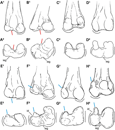 Figure 5. Schematic draw comparing selected elasmarian femora in (1) posterior and (2) distal views. A, Tietasaura derbyiana gen. et. sp. nov. (NHM-PV R.3424); B, Notohypsilophodon comodorensis (UNPSJB-Pv 942); C, Gasparinisaura cincosaltensis (MUCPv-208); D, Fulgurotherium australe (NHM-PV R.3719); E, Trinisaura santamartensis (MLP 08-III-1-1); F, Morrosaurus antarcticus (MACN-Pv 197); G, Isasicursor santacrucensis (MPM 21,533); H, Anabisetia saldiviai (MCF-PVPH 74). Red arrows exhibit the taxa that exhibits a distinct condylid processes between the condyles, while the blue arrows indicate the development and shifting of the condyloid (‘rectangular’) processes. Dotted lines highlight different patterns on general shape (convex or almost rectilinear) and condyle development of femoral surfaces in the posterior (1) and distal (2) views. Anatomical abbreviations: id, indentation; ieg, intracondylar extensor groove. Without scale for comparative purposes.