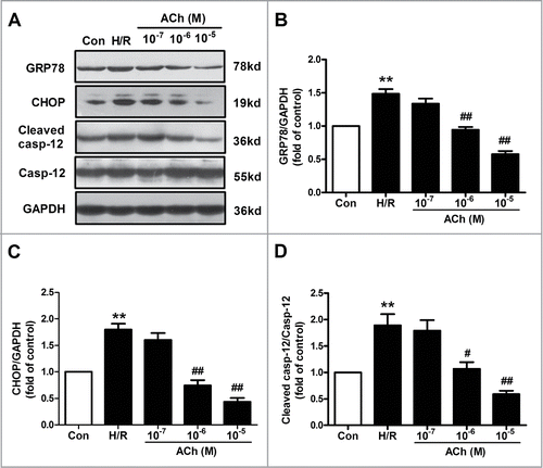 Figure 2. ACh diminished H/R-induced ER stress and apoptosis in endothelial cells in a dose-dependent manner. (A) Representative immunoblots for GRP78, caspase-12, CHOP and GAPDH. (B–D) Quantitative analysis results of the expression of GRP78, caspase-12 and CHOP after ACh treatment in the context of H/R. Open bar, normoxia; filled bar, H/R. The data expressed as mean ± SEM in each bar graph represent the average of 4 independent experiments. **P <0.01 vs Con; #P < 0.05 and ##P < 0.01 vs H/R.