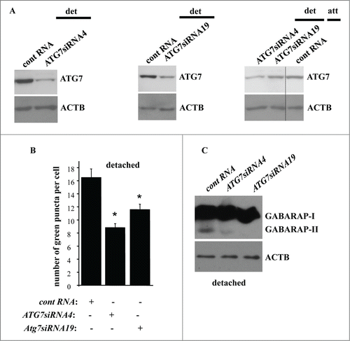 Figure 9. Detachment-induced upregulation of ATG7 contributes to autophagosome formation in detached intestinal epithelial cells. (A) IEC-18 cells IEC-18 cells were transfected with 100 nM control RNA (cont RNA) or ATG7-specific small interfering RNA (ATG7siRNA)4 (left) or 19 (center) and cultured detached from the ECM for 20 h (left, center). IEC-18 cells transfected as above were cultured attached to the ECM for 20 h in case of the control RNA or detached from the ECM for 20 h in case of ATG7siRNAs 4 and 19 and assayed for ATG7 expression by western blot. (B) IEC-18 cells were transfected (+) or not transfected (−) as in (A), then transiently transfected with a GFP-LC3B expression vector, detached from the ECM for 12 h and assayed for the presence of GFP-LC3B puncta as in Figure 1. The results represent the average of the number of GFP-LC3B puncta per cell observed for 60–120 cells plus the SE. This experiment was repeated twice with similar results. * indicates that the p-value was less than 0.05. (C) IEC-18 cells were transfected as in (A), cultured for 16 h detached from the ECM and assayed for GABARAP expression by western blot. Positions of GABARAP-I and GABARAP-II on the gel are indicated. ACTB was used as a loading control in (A and C).