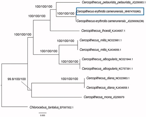 Figure 1 Phylogenetic relationships among Cercopithecus based on mtDNA genome of 11 sequences with their species name and accession numbers, Chlorocebus tantalus (EF597502.1) was set as outgroup taxon. Cercopithecus erythrotis camerunesnsis with accession number (JQ256936) was collected from Cameroon (CM) while the new sequence of Cercopithecus erythrotis camerunensis (MH974763) was collected from Nigeria (NG). Number above each node indicates the NJ, ML and MP bootstraps support values, respectively.