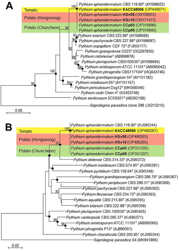 Figure 5. Phylogenetic trees constructed using the neighbor-joining method showing the relationships between test isolates, HSv05, HSv10, CCp03, and CCp05, and the reference isolate KACC 48066 of Pythium aphanidermatum and other members of the genus Pythium based on sequence analyses of (A) the internal transcriptional space region and (B) the cytochrome c oxidase subunit II gene. The numbers at the branching points are bootstrap values (>70%) for 1,000 replicates. Black dots on the branching points indicate that the corresponding nodes were also recovered with bootstrap values (>70%) in trees constructed using the maximum-likelihood method. Scale bars indicate the number of nucleotide substitutions per 100 nucleotides of the sequences. Saprolegnia parasitica was used as the outgroup. GenBank accession numbers are shown in parentheses. T = type strain.