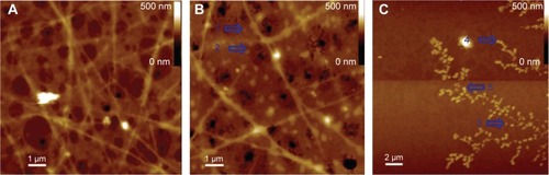 Figure 9 AFM image of Cu2+-FS in rat plasma.Notes: The nanoparticles were labeled with a blue arrow. (A) Rat plasma alone, giving no comparable nanoparticles. (B) Rat plasma with Cu2+-FS (10–2 M). The blue arrow indicates the nanoparticles of Cu2+-FS in plasma, of 39.3–78.1 nm in height and 234.4 nm in width. (C) Water with Cu2+-FS (10−2 M). The blue arrow indicates the nanoparticles, of 39.6–54.9 nm in height and 234.4–468.8 nm in width.Abbreviations: AFM, atomic force microscopy; Cu2+-FS, Cu2+-Arg-Gly-Asp-Phe-Arg-Gly-Asp-Ser.