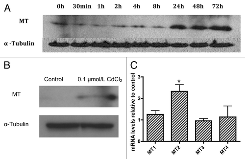 Figure 2. Representative western blot analysis of metallothionein expression in MIN6 cells following exposure or not of MIN6 cells to 0.1µmol/L CdCl2 for 30 min or 1, 2, 4, 8, 24, 48 or 72 h (A, representative of n = 3). Changes in protein levels of total metallothionein (B, representative of n = 3) and mRNA levels of the metallothionein genes MT1 through MT4 (C, n = 5) in dispersed primary mouse islets following exposure to CdCl2 0.1 µmol/L for 48 h relative to control cells. *, p < 0.05 using the Student’s t-test with Bonferroni correction.