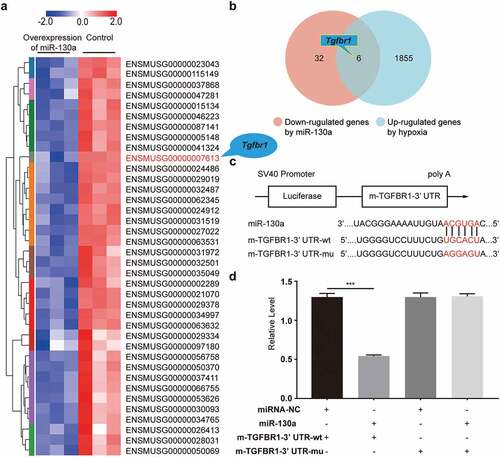 Figure 4. Validation of Tgfbr1 as a target gene of miR-130a. (a) A heat map of the 38 genes from the miR-130a overexpression and control groups. (b) A Venn diagram showing the overlap between potential miR-130a target genes and hypoxia-regulated genes. (c) Bioinformatics analyses of the predicted interactions of miR-130a with its binding sites on TGFBR1 mRNA 3’ UTR. (d) Luciferase activity, as determined with the dual-luciferase reporter assay.