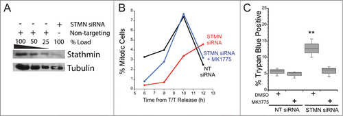 Figure 1. Stathmin-depleted cells only die if they are delayed in entering mitosis. Hela cells were synchronized with a double thymidine block and transfected with non-targeting siRNA (NT siRNA) or stathmin (STMN) siRNA, and released into medium containing DMSO or the Wee 1 inhibitor MK1775. (A) Western blot of stathmin knockdown, reprobed for tubulin as a loading control. Stathmin level was reduced by approximately 75% compared to non-targeting siRNA transfected cells as shown previously.Citation11–13 (B) Mitotic index was determined at 2 hour intervals for 12 hours following release from the double thymidine block. Wee1 inhibition restored mitotic entry timing in stathmin-depleted cells to that of control treated cells. (C) Viability was assayed at 48 hours after the second thymidine release via trypan blue exclusion. Relieving the mitotic entry delay in stathmin-depleted cells restored viability to that of control treated cells. ** denotes P < 0.01.