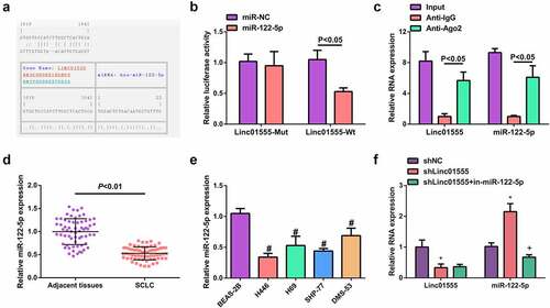 Figure 2. Linc01555 competitively absorbs miR-122-5p. (a) Bioinformatics to forecast the latent combining site of linc01555 with miR-122-5p. (b) the luciferase activity assay on cells transfected with Linc01555-WT/MUT. (c) RTq-PCR to detect the relative enrichment of linc01555 and miR-122-5p after RIP. (d, e) RT-PCR to detect miR-122-5p in SCLC tissues and adjacent tissues, SCLC cells and BEAS-2B cells. (f) RT-PCR to detect linc01555 and miR-122-5p. # P <0.05, vs. BEAS-2B cells; * P <0.05, vs. The shNC; + P <0.05, vs. The shlinc01555.