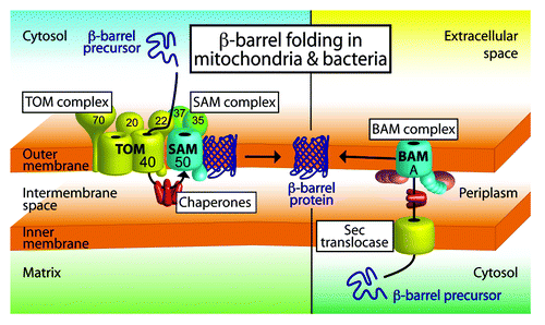 Figure 1. Model of β-barrel membrane protein biogenesis in mitochondria and bacteria. β-barrel precursor proteins are synthesized in the cytosol of bacteria and eukaryotic cells. Mitochondrial β-barrel precursors are imported by the TOM–SAM supercomplex composed of the translocase of the outer membrane and the sorting and assembly machinery. Chaperones help to shield the precursors on the intermembrane space side of the supercomplex. In bacteria, β-barrel proteins are transported across the inner membrane by the Sec translocase. Periplasmic chaperones are required to transfer the precursors to the bacterial β-barrel assembly machinery (BAM) in the outer membrane. The SAM and BAM complexes mediate β-barrel folding and membrane insertion into the outer membranes. Figure modified from reference Citation2 and from video related to reference Citation6.