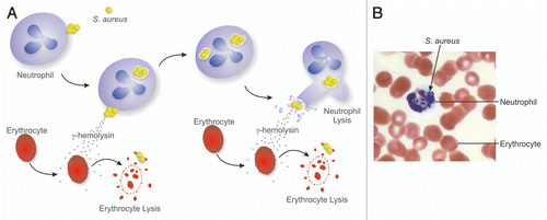 Figure 1 S. aureus in human blood. (A) Hypothetical model of the potential contribution of Hlg to survival of S. aureus in human blood (See text for details). (B) interaction of strain USA300 with human neutrophils in heparinized human blood.