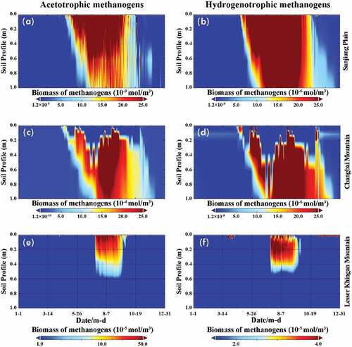 Figure 4. Temporal trend of microbial functional group (acetoclastic methanogens (a, c, e), and hydrogenotrophic methanogens (b, d, f)) across three sites. (a, b) Sanjiang Plain; (c, d) Changbai Mountain; (e, f) Lesser Khingan Mountain.