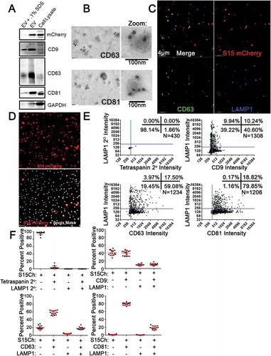Figure 1. Detection of endogenous protein markers on EVs released from 293T cells. (a) Non-reducing SDS-Page transferred to nitrocellulose of mCherry positive 293T cell lysate or S15Ch concentrated extracellular vesicles (EVs) by ultracentrifugation with or without the addition of.1% SDS before the concentration. Nitrocellulose was probed with antibodies against mCherry (band shown at ~30kDA), CD9 (band shown at ~25 kDA), CD63 (centre of band shown at ~50kDA), CD81 (band shown at ~22 kDA), and GAPDH (band shown at ~37 kDA). (b) Representative transmission electron microscopy images of concentrated S15Ch EVs showing primary antibodies against CD63 and CD81, respectively, and secondary anti-mouse conjugated to 20 nm gold particles. (c) Representative z stack of EVs from S15Ch 293T cells spinoculated onto a coverslip. The individual mCherry, CD63, and LAMP1 channels are shown, with a merge. (d) Panel of representative 3D maximum intensity projection reconstruction from z stack images demonstrating the S15Ch (S15Ch, red) channel alone (top) as well as the S15Ch signal with the spots masking algorithm generated in Bitplane Imaris imaging software (bottom). (e) Spots masking algorithm in (d) was used to calculate the percent of S15Ch EVs positive for the indicated proteins. XY co-localization plots of S15Ch spots and the maximum intensity of the mouse anti-tetraspanin (CD9, CD63, CD81) or their secondary antibody as a control on the X-axis and the maximum intensity of the rabbit ant-LAMP1 antibody or its secondary antibody as a control. identical staining in the absence of primary antibody was performed. XY graphs show co-localization from a single 3D reconstructed image. Green and Blue lines show the value determined to be above background based on the secondary antibody only controls. (f) Graphs show mean co-localization percent of each of the antibody staining paradigms indicated in (e) from a single coverslip where 20 z-stack images were taken. + (positive) and/or – (negative) reference the percent found from each quadrant of the co-localization plot; for example, S15Ch (+), CD81 (+), LAMP1 (+) references the top, right quadrant of the graph. Percentage of S15Ch spots described as positive or negative for each marker is indicated. Error bars display the mean and the standard deviation.