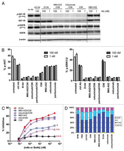 Figure 4 Concurrent blockade of EGFR and IGF-1R signaling pathways and enhanced inhibition of tumor cell growth and cell cycle progression by EI-04. (A) Simultaneous inhibition of phosphorylation of EGFR and IGF-1R in HN11 tumor cells by EI-04. Cells grown in culture medium supplemented with 10% FBS were treated with the indicated antibodies against EGFR and IGF-1R or a control IgG (ctrl Ab) for 4 h. Phospho-EGFR, phospho-IGF-1R, total EGFR, total IGF-1R and β-actin in cell lysates were analyzed by western blot. (B) Simultaneous blockade of phosphorylation of Akt and ERK in HN11 cells by EI-04. Cells were treated as described in (A). Phospho-Akt (left part) and phospho-ERK (right part) levels were quantified using MSD. Data are means ± SD (n = 2), representative results from two similar experiments. (C) Improved inhibition of serum-driven HN11 cell growth by EI-04 compared to single mAbs. Tumor cells grown in culture medium supplemented with 10% FBS were treated with serially diluted antibodies starting from 300 nM for three days prior to cell viability determination. Percent growth inhibition was calculated relative to no antibody treatment control. Data are means ± SD (n = 3), representative results from two similar experiments. Significance of difference between mAbs and EI-04: *p < 0.05, **p < 0.01, ***p < 0.001, by one-way ANOVA. (D) Enhanced blockade of serum-driven HN11 cell cycle progression by EI-04 compared to single mAbs. Tumor cells were grown in serum-free medium (SFM) or in culture medium supplemented with 10% FBS and treated with 100 nM of the indicated antibodies against EGFR and IGF-1R or a control IgG (ctrl Ab) for two days. Percentage of cells in each cell cycle phases was determined by FACS analysis.
