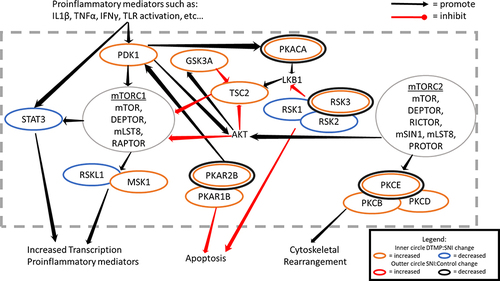 Figure 2 Proteomic pathways of mTOR related proteins commonly associated with inflammatory mediators involved in the activation and maintenance of inflammatory state affected by DTMP.