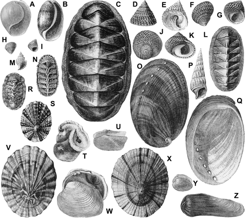 Fig. 1  Reproductions of illustrations of New Zealand marine molluscan type specimens, from Smith (1874), at published size. (A) Smith's pl. 1, fig. 10, Haminoea zelandiae (Gray, 1843), “type figured”. (B) Smith's pl. 1, fig. 11, Bulla quoyii Gray, 1843, “type figured”. (C) Smith's pl. 1, fig. 8, Eudoxochiton nobilis (Gray, 1843), presumed syntype. (D,E) Smith's pl. 1, fig. 6, Polydonta tuberculata Gray, 1843 [= Coelotrochus viridis (Gmelin, 1791)], “type figured”, that is, syntype of P. tuberculata. (F,G) Smith's pl. 1, fig. 14, Diloma subrostrata (Gray, 1843), presumed syntype. (H,I) Smith's pl. 1, fig. 12, Cantharidus sanguineus (Gray, 1843), “type figured” [see Williams et al. (2010) for adoption of Coelotrochus and Cantharidus]. (J,K) Smith's pl. 1, fig. 15, Chlorostoma undulosum A. Adams, 1853 [= Diloma subrostrata (Gray, 1843)], presumed syntype of C. undulosum. (L) Smith's pl. 1, fig. 9, Rhyssoplax aerea (Reeve, 1847), “type in museum collection”. (M) Smith's pl. 1, fig. 21, supposedly Trichotropis clathrata Smith, 1874, “young example,” not a type [apparently Xymene plebeius (Hutton, 1873)]. (N) Smith's pl. 1, fig. 13, Chiton (Plaxiphora) terminalis Smith, 1874, syntype [= Plaxiphora (Maorichiton) caelatus (Reeve, 1847)]. (O,Q) Smith's pl. 1, fig. 16, “Haliotis gibba Philippi?” [actually Haliotis virginea Gmelin, 1791], not a type. (P) Smith's pl. 1, fig. 20, Cerithidea bicarinata Gray, 1843 [= Zeacumantus lutulentus (Kiener, 1841)], “type figured”. (R) Smith's pl. 1, fig. 17, Chiton (Sypharochiton) sinclairi (Gray, 1843), “the type is figured”. (S) Smith's pl. 1, fig. 26, labelled “fig. 24”, supposedly Patella denticulata Martyn, 1784 [actually Cellana ornata (Dillwyn, 1817)], not a type. (T) Smith's pl. 1, fig. 23, Vermetus cariniferus Gray, 1843 [that is, Spirobranchus cariniferus, Polychaeta], “type figured”, despite Smith (1874:1) stating type not in British Museum. (U) Smith's pl. 2, fig. 13, Neilo australis (Quoy & Gaimard, 1835), not a type. (V) Smith's pl. 1, fig. 24, Cellana strigilis redimiculum (Reeve, 1854), presumed syntype. (W) Smith's pl. 2, fig. 3, Irus (Notirus) reflexus (Gray, 1843), “type figured”. (X) Smith's pl. 1, fig. 25, Patella antipodum Smith, 1874 [= Cellana radians (Gmelin, 1791)], a syntype of P. antipodum, established in this work. (Y) Smith's pl. 2, fig. 14, Leionucula strangei (A. Adams, 1856), syntype BMNH 20040712 (Beu 2006:fig. 3E, F). (Z) Smith's pl. 2, fig. 12, Zelithophaga truncata (Gray, 1843), “type figured”.