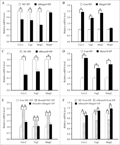 Figure 7. Hmgn5 mediates the effects Hoxa10 on the expression of Cox-2, Vegf and Mmp2 during in vitro decidualization. (A) Effects of Hmgn5 siRNA on the expression of Cox-2, Vegf, Mmp2 and Mmp9. (B) Effects of Hmgn5 overexpression on the expression of Cox-2, Vegf, Mmp2 and Mmp9. (C) Effects of Hoxa10 siRNA on the expression of Cox-2, Vegf and Mmp2. (D) Effects of Hoxa10 overexpression on the expression of Cox-2, Vegf and Mmp2. (E) The expression of Cox-2, Vegf and Mmp2 after stromal cells were co-transfected with Hoxa10 overexpression plasmid and Hmgn5 siRNA. (F) The expression of Cox-2, Vegf and Mmp2 after stromal cells were co-transfected with Hoxa10 siRNA and Hmgn5 overexpression plasmid.