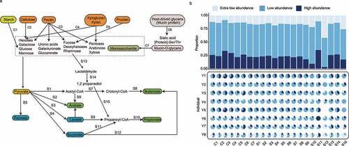 Figure 6. Predicted metabolic potential of gut metagenomes. (a) Schematic diagram illustrating polysaccharide metabolism and short-chain fatty acid (SCFA) biosynthesis-related metagenomic-assembled genomes (MAGs) identified in our datasets. The polysaccharide metabolism and SCFA biosynthesis-related pathways are represented by the codes C1-C7 and S1-S15, respectively. Functional gene annotation was performed based on key reactions in the Kyoto Encyclopedia of Genes and Genomes (KEGG) database, and pathways were detected using Omixer-RPM (v.1.0) described by Vieira-Silva et al. The detail of each module reaction is shown in Table S12. (b) The stacked bar chart shows the overall distribution of the relevant pathways (C1-C7, S1-S15) across the high-abundance, low-abundance, and extra-low-abundance MAGs. The pie charts show the breakdown of these pathways in each individual.