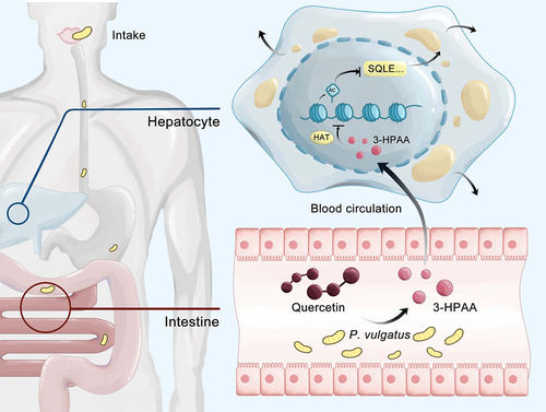 Figure 7. The mechanism diagram of P. vulgatus alleviating MASLD. P. vulgatus converts quercetin into 3-HPAA in the intestine. 3-HPAA inhibits HAT in liver cells, resulting a decreased the acetylation level of H3K27, and further leading the inhibition of SQLE transcription, ultimately slowing down intracellular lipid deposition.